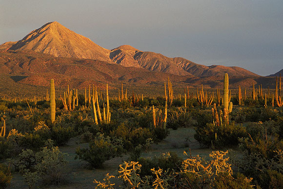 Desierto [Mexico]