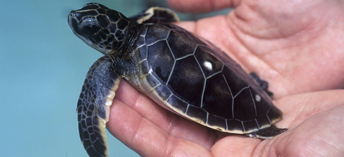 Tortugas en Ixtapa y Zihuatanejo