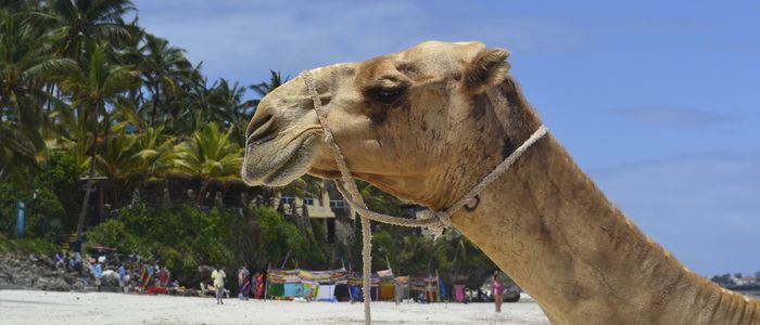 Flüge Von Frankfurt Am Main Nach Mombasa